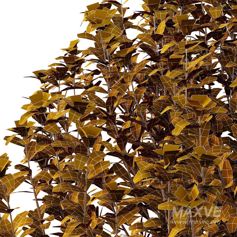 Leucophyllum frutescens Bush 10 - Image 3