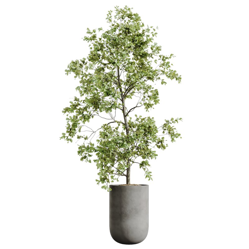 AV Indoor Plants Set 400 Japandi Decorative and Dracaena Warnecki and Bird Of Paradise and Mission Olive - Image 5