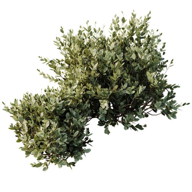 ntal olive shrubs designed for realistic architectural visualization and Mediterranean landscape rendering. - Image 2