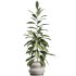 AV Indoor Plants Set 380 Ficus Cyathistipula and Ficus Marginata and Yucca and Olive - Thumbnail 6