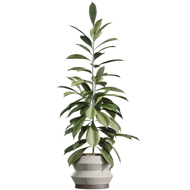 AV Indoor Plants Set 380 Ficus Cyathistipula and Ficus Marginata and Yucca and Olive - Image 6