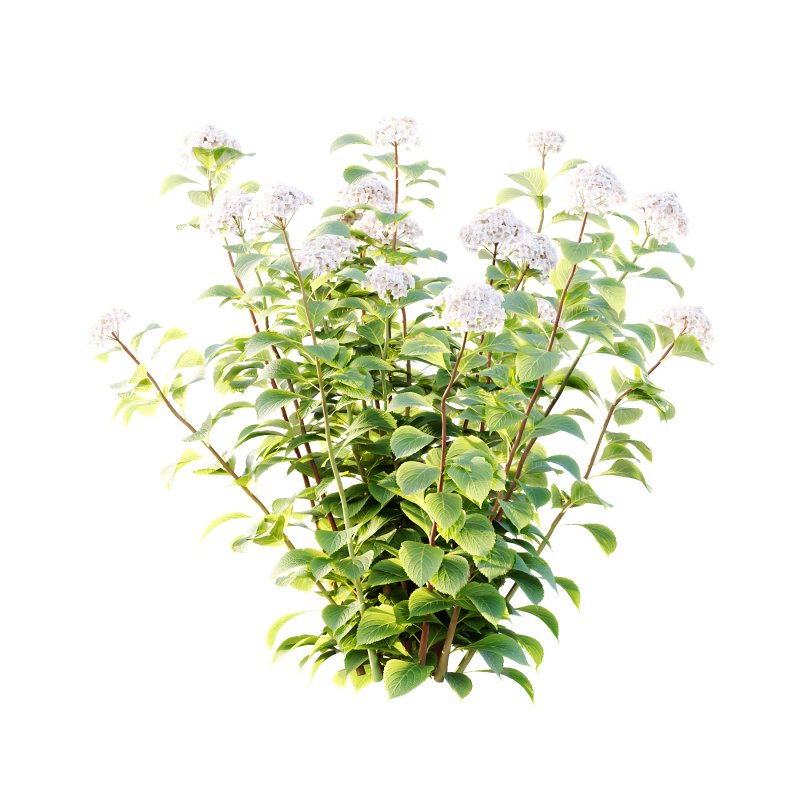 hydrangea arborescens Bush 01 - Image 1