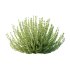 Leucophyllum frutescens Bush 03 - Thumbnail 1