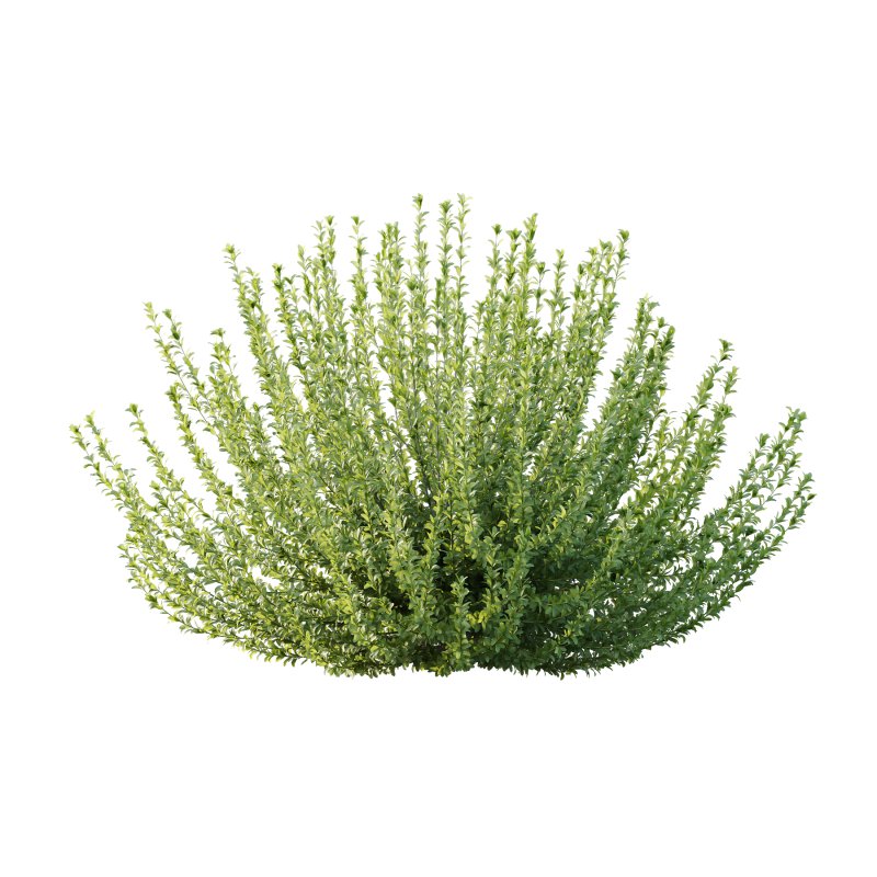 Leucophyllum frutescens Bush 03 - Image 1