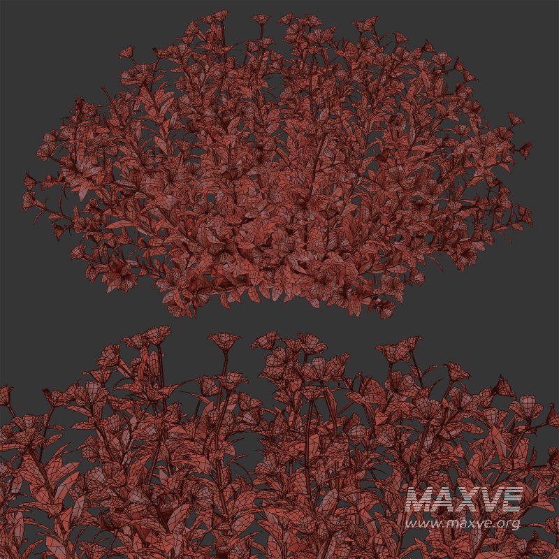 Multicolor Phlox Bush Arrangement - Image 3