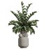 AV Indoor Plants Set 397 Zamiifolia and Giant Monstera and Dracaena Warneckii Lemon and Areca Palm - Thumbnail 4