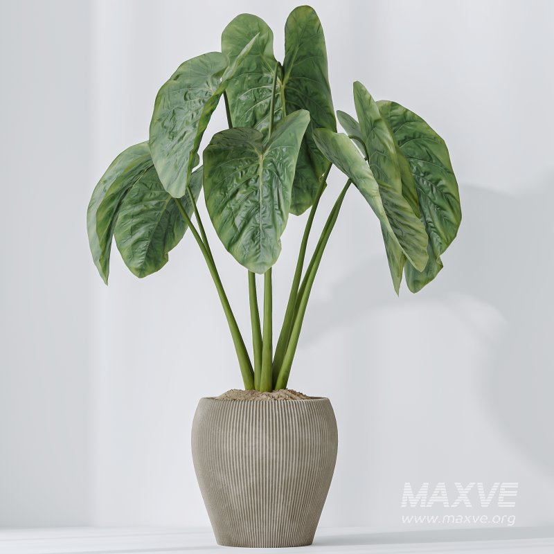 AV Indoor Plants Set 394 Cyara Palm and Mission olive and Elegant Monstera and Cunjevoi Alocasia - Image 5