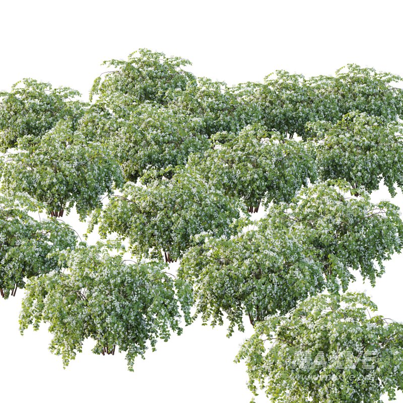 Philadelphia Bush 05 - Image 3