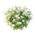 hydrangea arborescens Bush 09 - Thumbnail 2