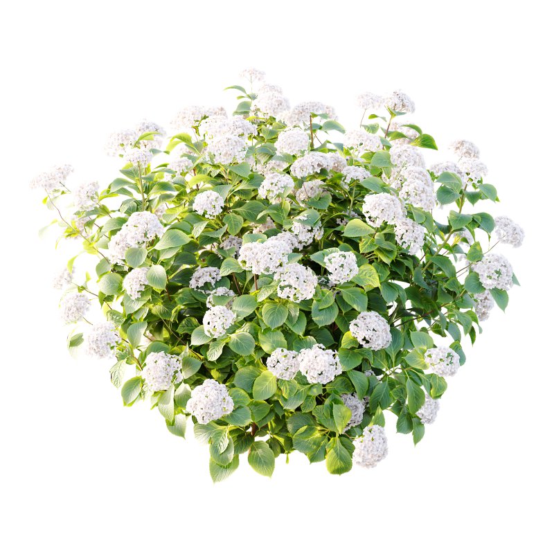 hydrangea arborescens Bush 09 - Image 2