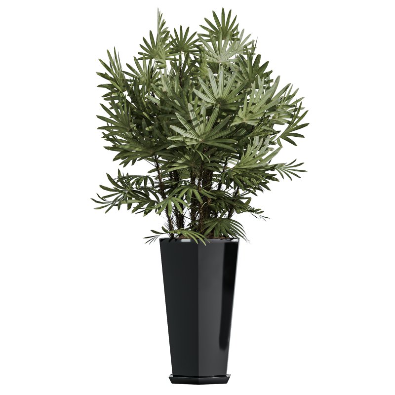 AV Indoor Plants Set 356 ParadiseBird and Arbequina Olive and Areca Palm and Rhapis Excelsa - Image 4