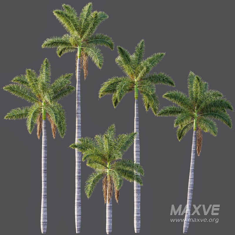 AV Roystonea Regia trees - Image 6