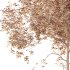 AV Plants Ash Tree10 - Thumbnail 4