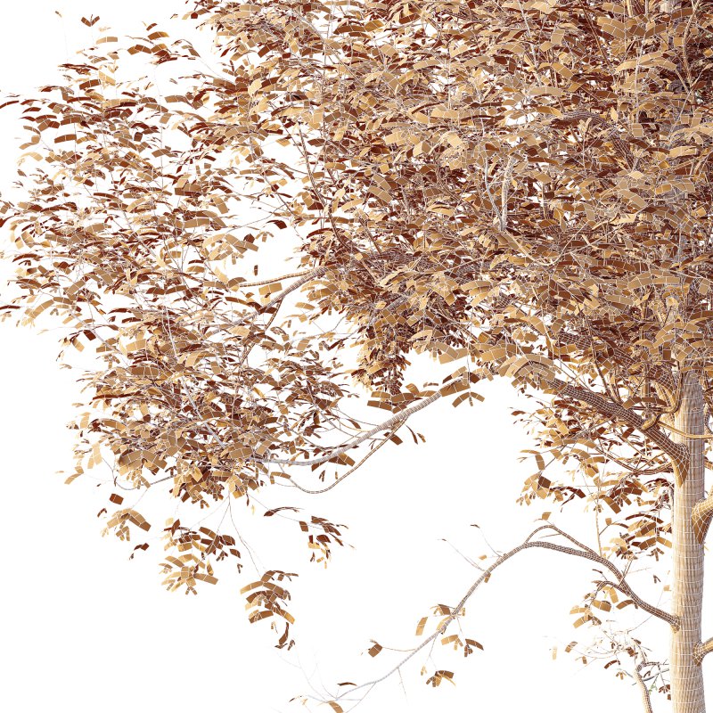 AV Plants Ash Tree10 - Image 4