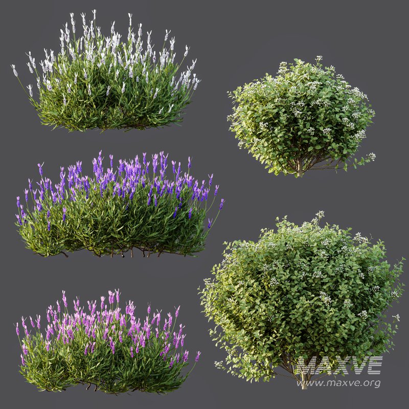 AV Ligustrum Ovalifolium Argenteum Aureum and Lavandula Pedunculata Atlantica Stoechas Subpedunculata - Image 8
