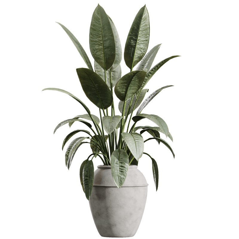 AV Indoor Plants Set 371 Japandi Decorative and Mandarin Citrus and Ficus microcarpa and Ficus Elastica - Image 1
