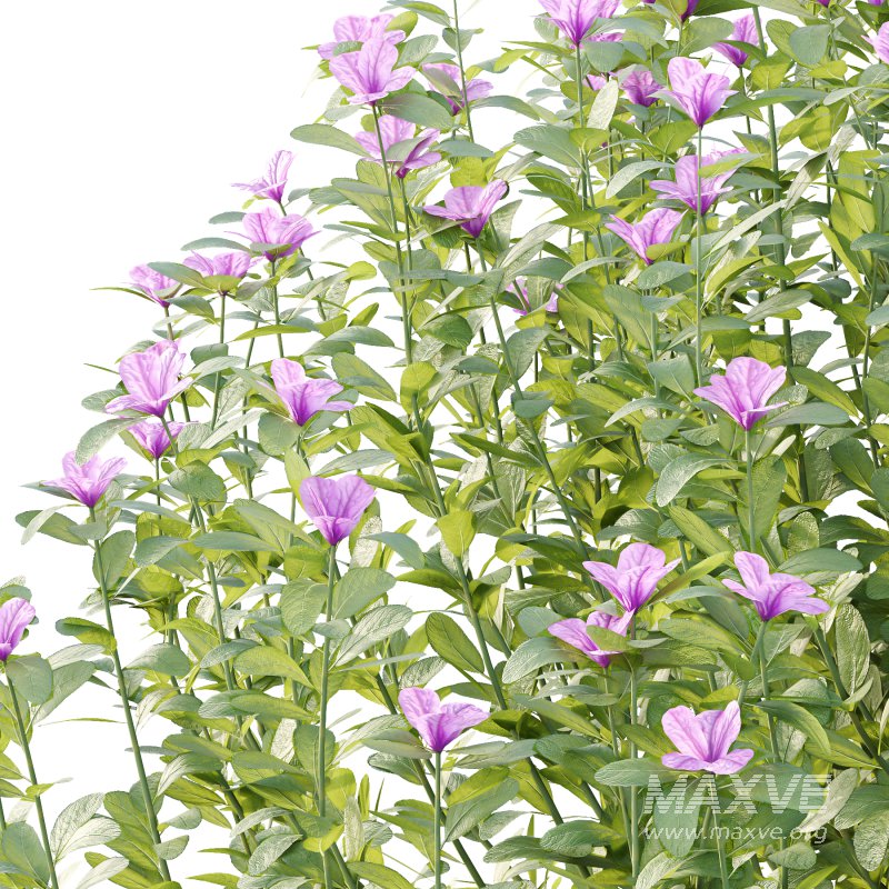 Leucophyllum frutescens Bush 10 - Image 5