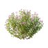 Spirea Japonica Bush 01 - Thumbnail 2