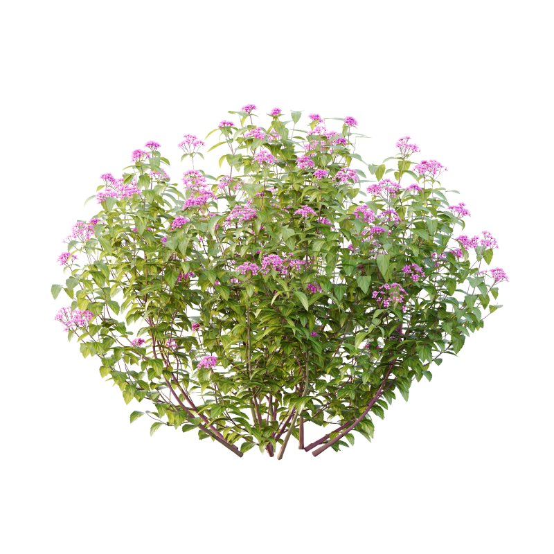 Spirea Japonica Bush 01 - Image 2