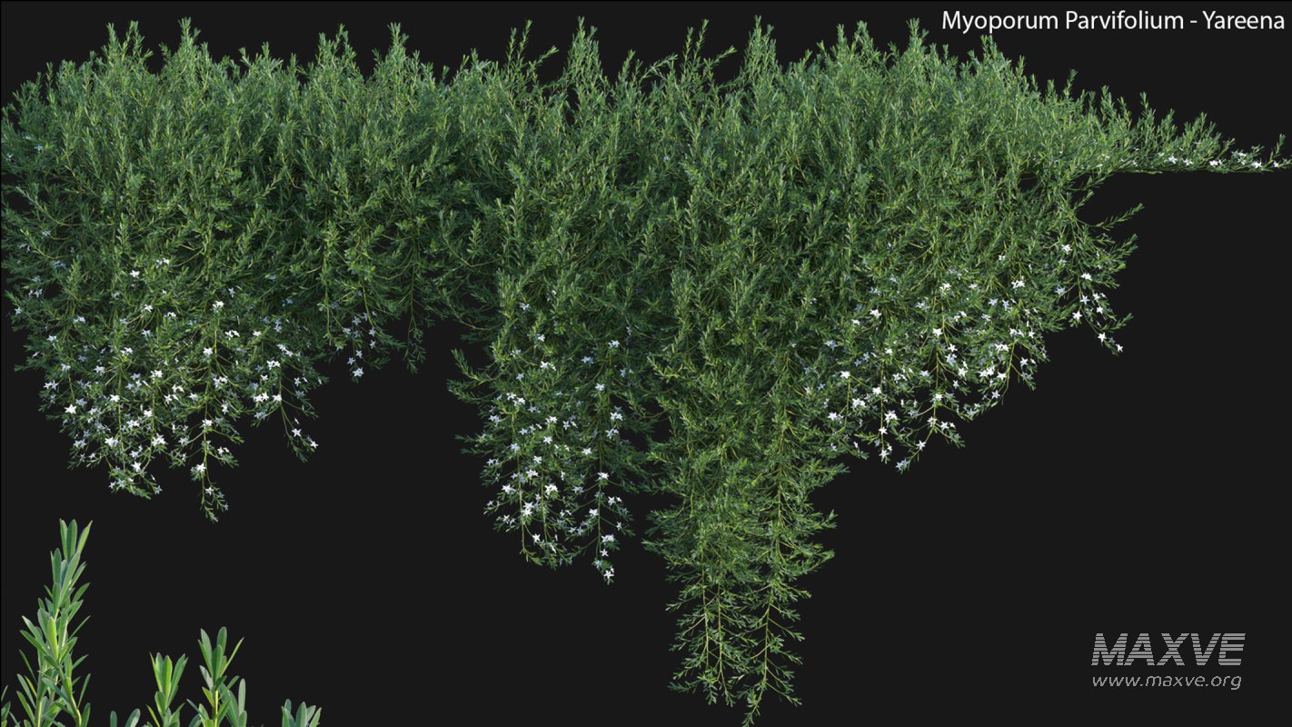 Collection 22 – Australian Plants - Image 11