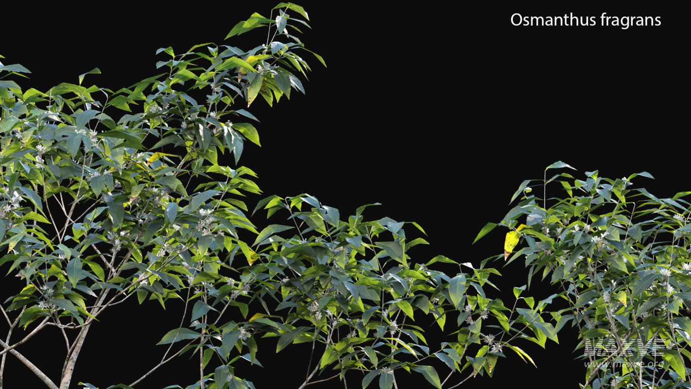 Collection 18 – Chinese garden - Image 26