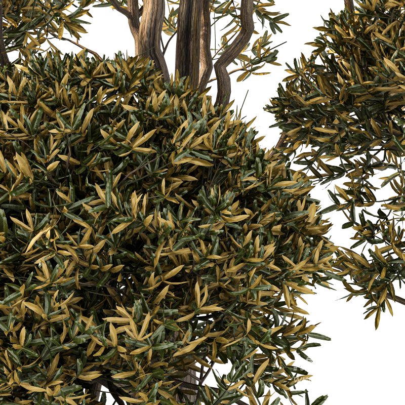 Autumn Shaped Tree - Image 4