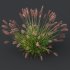 ntal fountain grass, designed for realistic exterior and landscape visualizations. - Thumbnail 4