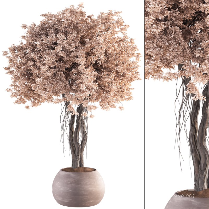 Indoor Plant Set 031 - Image 1