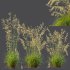 ntal grass prized for its tall, arching stems crowned with golden seed heads. This 3D model set includes six unique variations of the plant, meticulously designed to capture the natural elegance and movement of its fine, feathery plumes. Perfect for modern garden scenes, landscape visualizations, or architectural exteriors, each model brings depth, realism, and a gentle sense of motion to your render. - Thumbnail 6