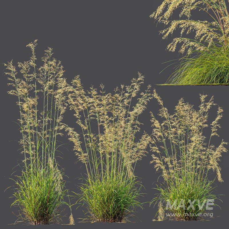 ntal grass prized for its tall, arching stems crowned with golden seed heads. This 3D model set includes six unique variations of the plant, meticulously designed to capture the natural elegance and movement of its fine, feathery plumes. Perfect for modern garden scenes, landscape visualizations, or architectural exteriors, each model brings depth, realism, and a gentle sense of motion to your render. - Image 6