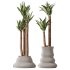 AV Indoor Plants Set 380 Ficus Cyathistipula and Ficus Marginata and Yucca and Olive - Thumbnail 1