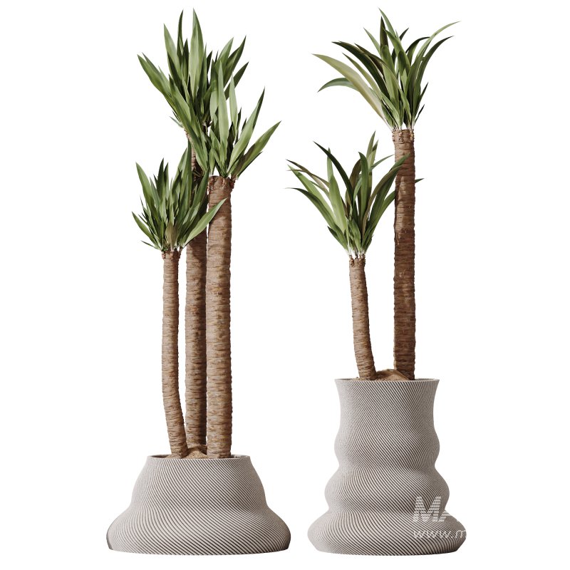 AV Indoor Plants Set 380 Ficus Cyathistipula and Ficus Marginata and Yucca and Olive - Image 1