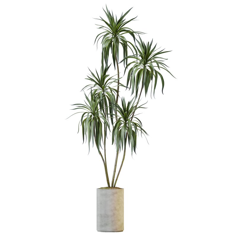 AV Indoor Plants Set 386 Warneckii Lemon and Ficus Cyathistipula and Cunjevoi Jardin and Olive Eucalyptus - Image 4