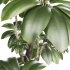 Bonsai Schefflera Tree and Jungle Ficus Rubber Fig Leaf 448 - Thumbnail 5