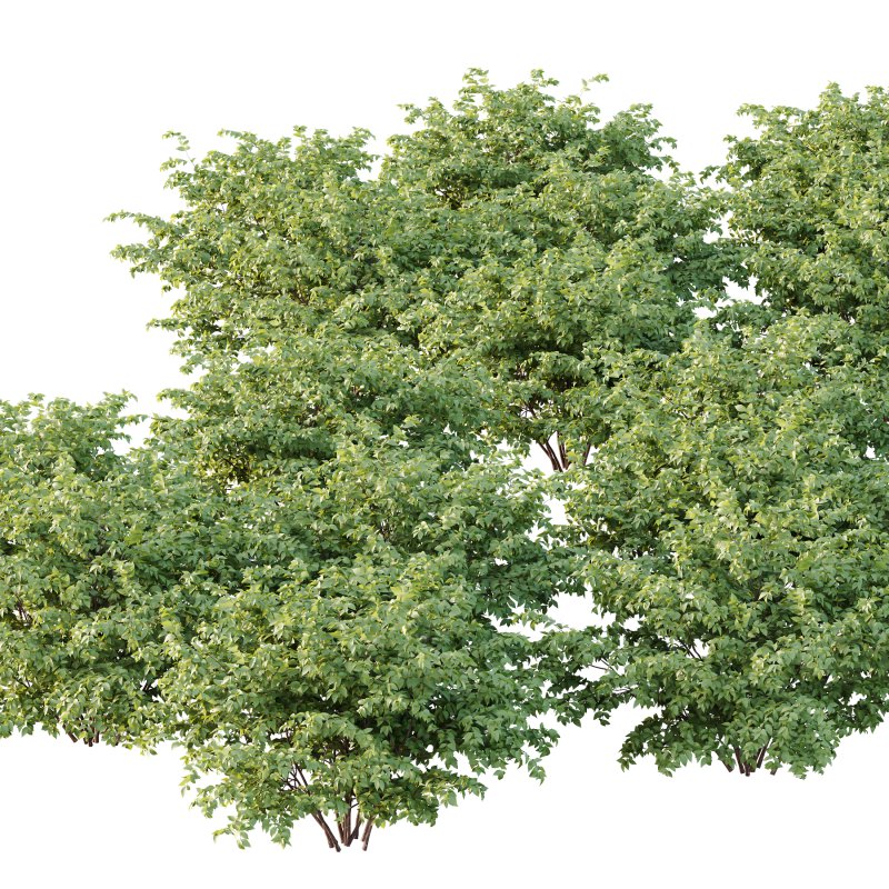 Philadelphia Bush 07 - Image 5