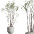 AV Indoor Plants Set 384 Ficus Robusta Abidjan and Ficus Dracaena Marginata - Thumbnail 3