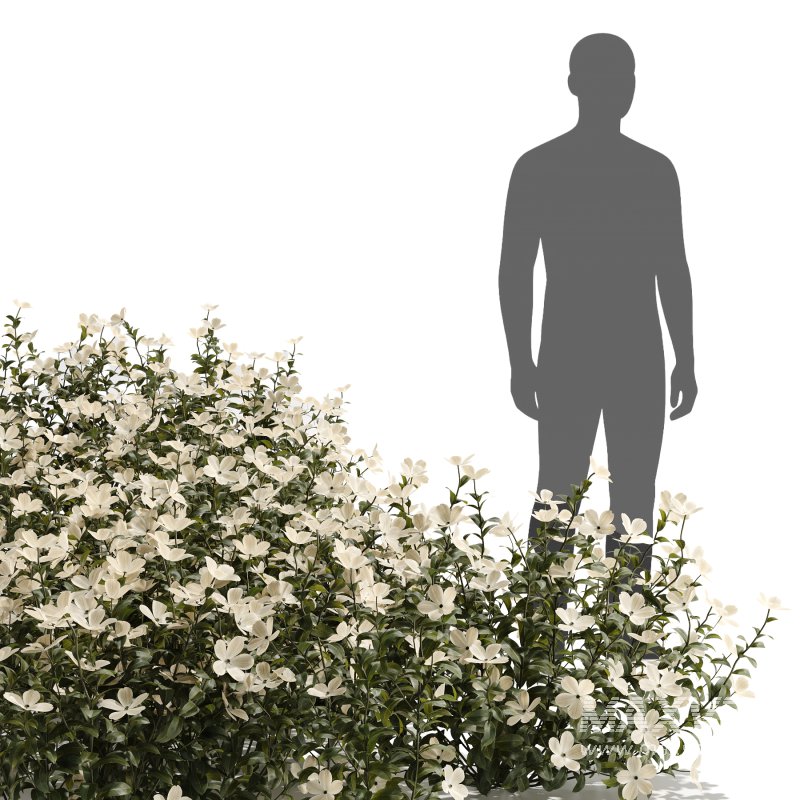 White Phlox Bush Arrangement - Image 6