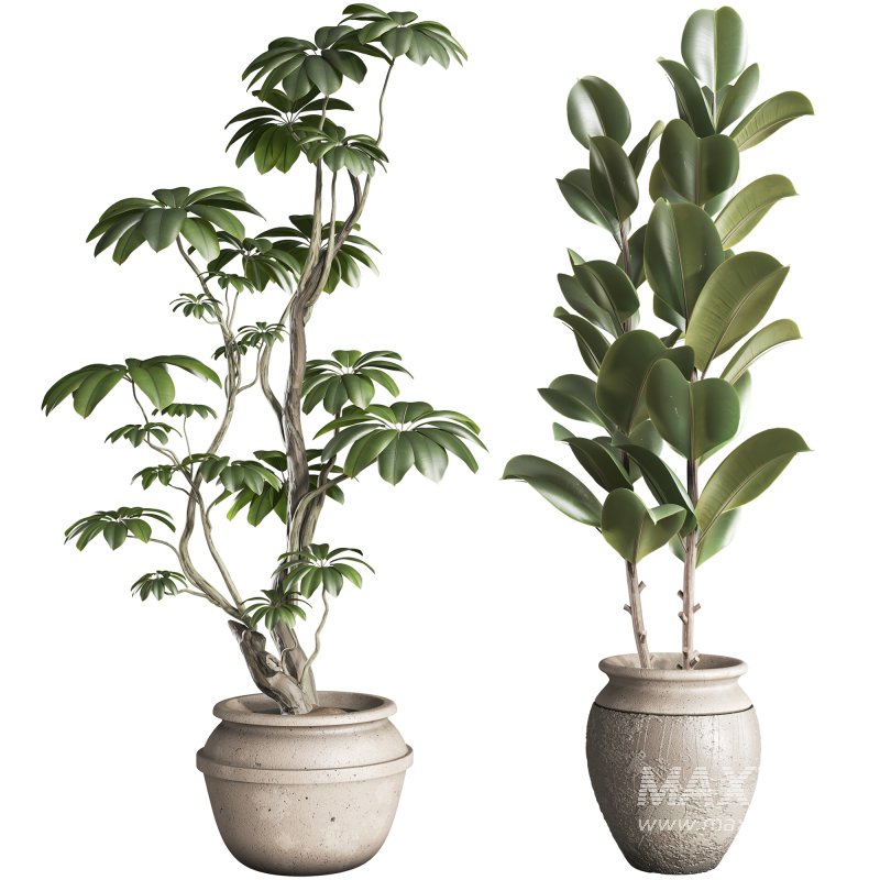 Bonsai Schefflera Tree and Jungle Ficus Rubber Fig Leaf 448 - Image 1