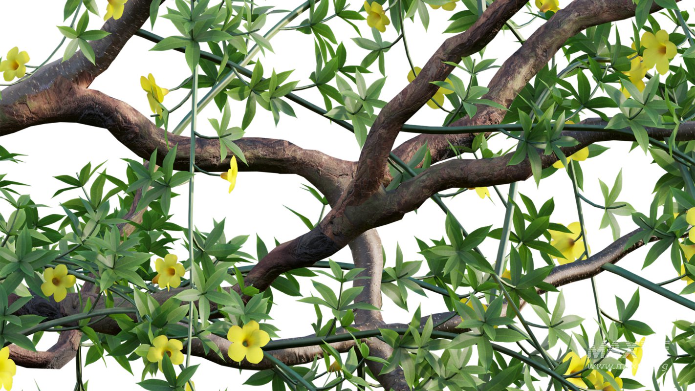 Collection 18 – Chinese garden - Image 4