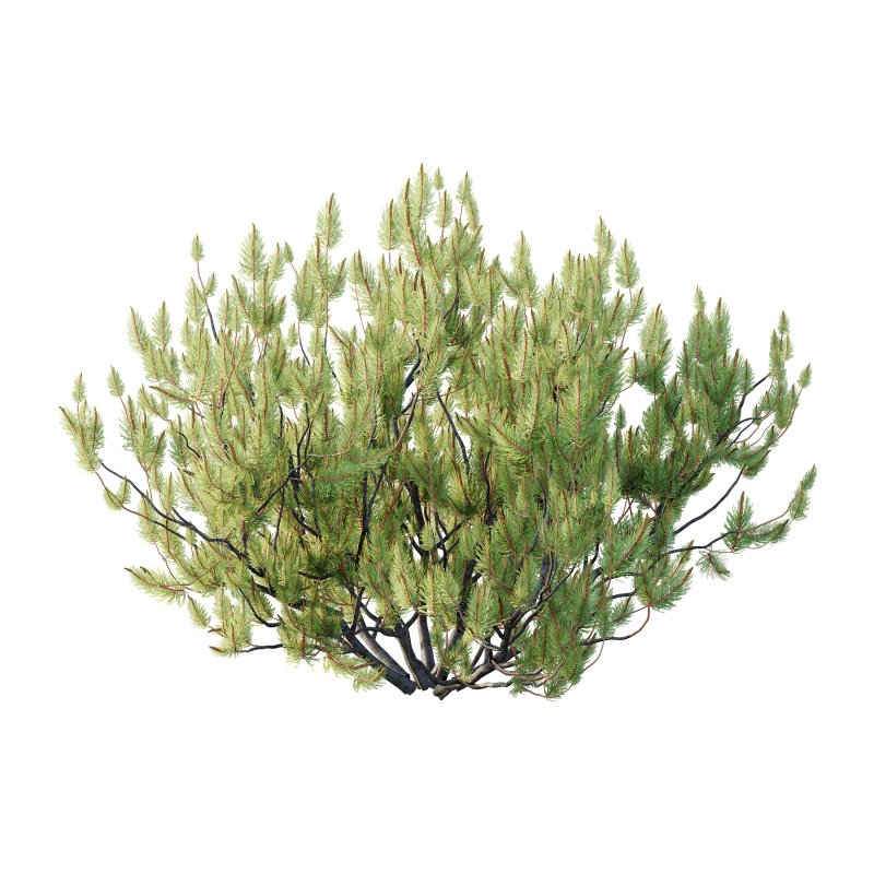 Pinus Mugo plant 05 - Image 1