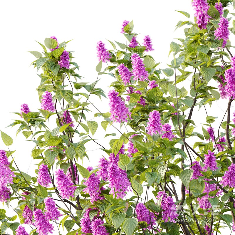 Lilac Syringa Vulgaris Tree 07 - Image 5