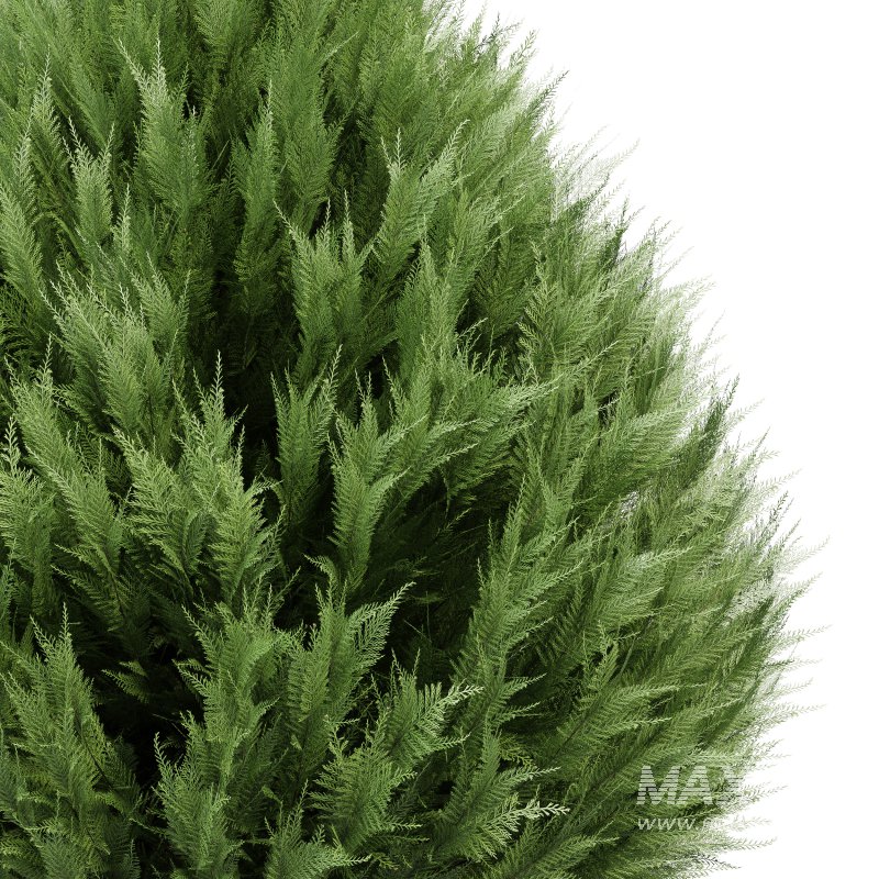 AV Juniperus chinensis Spartan and Big Joy Perfume Orange Michelia Champaca - Image 4