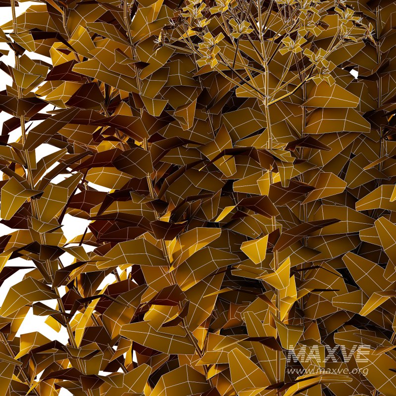 Spirea Japonica Bush 06 - Image 6