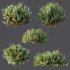 ntal olive shrubs, designed for realistic garden visualization and architectural landscaping. - Thumbnail 12