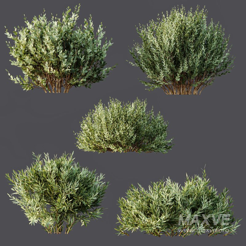 ntal olive shrubs, designed for realistic garden visualization and architectural landscaping. - Image 12