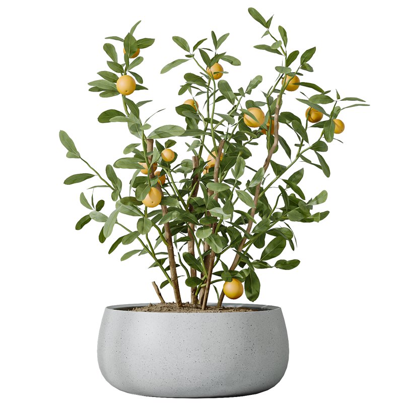 AV Indoor Plants Set 382 Orange Tree and Yucca and Japandi Decorative and Cunjevoi Alocasia - Image 8