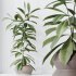 AV Indoor Plants Set 380 Ficus Cyathistipula and Ficus Marginata and Yucca and Olive - Thumbnail 5