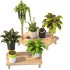 Wooden Stand Plant - Thumbnail 5