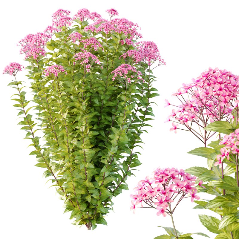 Spirea Japonica Bush 06 - Image 5