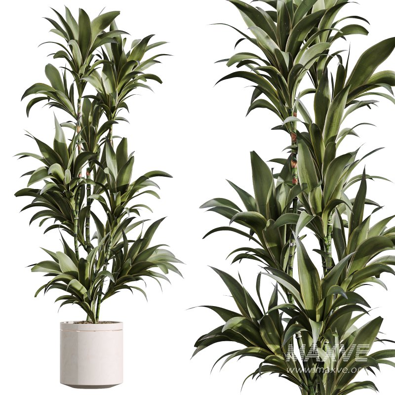 AV Indoor Plants Set 375 Dracaena Warneckii and Lemon Dragon and Euphorbia and Olive - Image 4